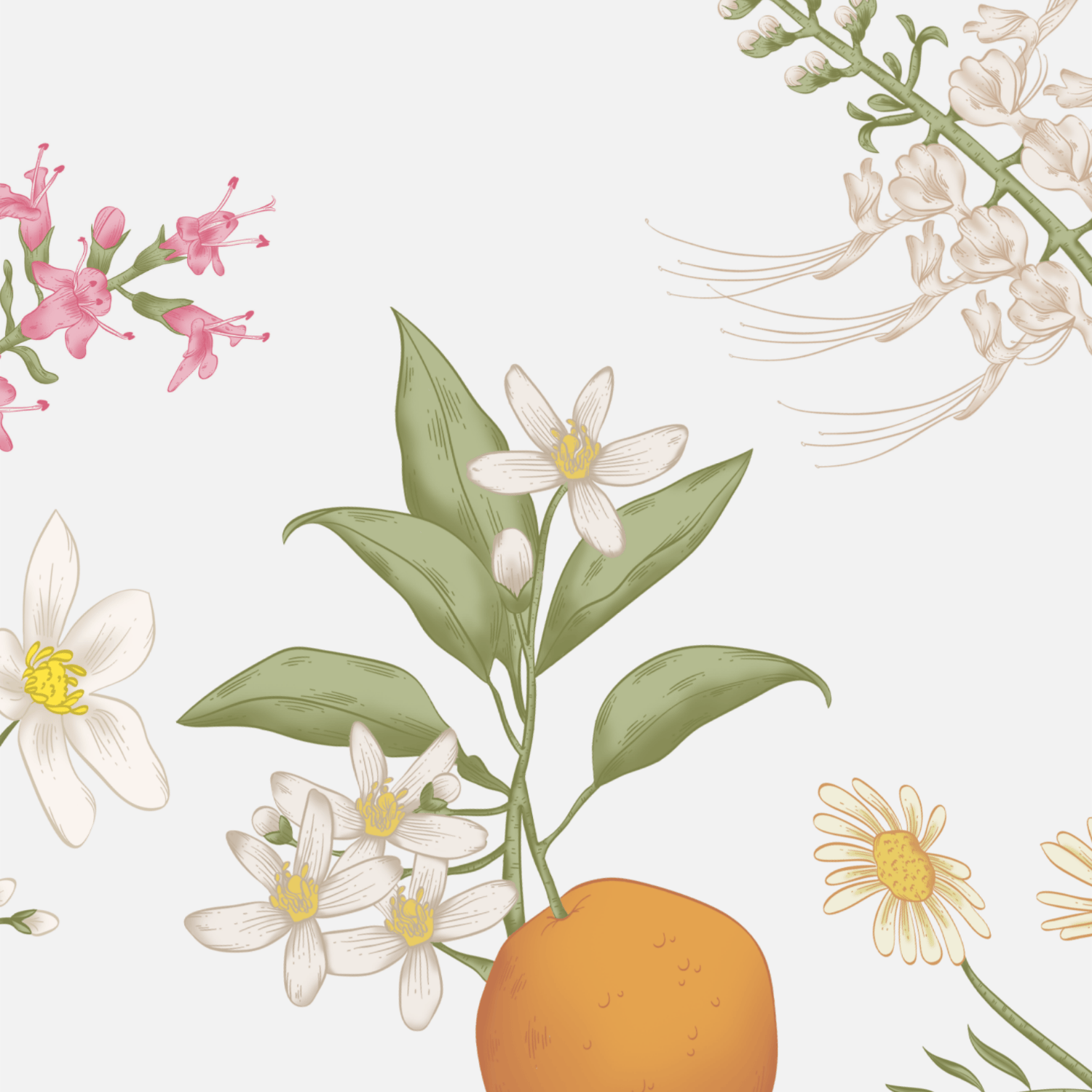 Priprema sadnica za pošumljavanje Zatona i Rasline - Flora Dalmatica